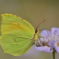 Mittelmeer-Zitronenfalter (Gonepteryx cleopatra)